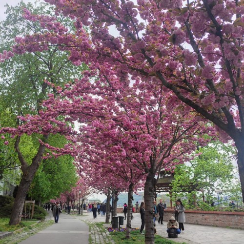 ciliegi in fiore budapest